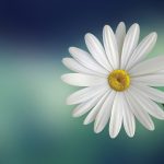 flower-729510_1280