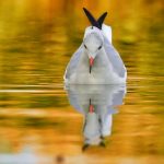 gull-7539615_1280